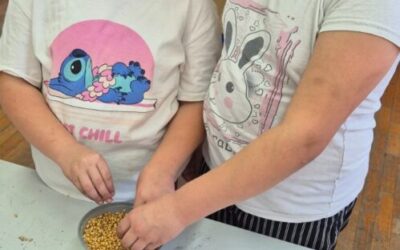 Sadimo pšenicu za sv. Luciju