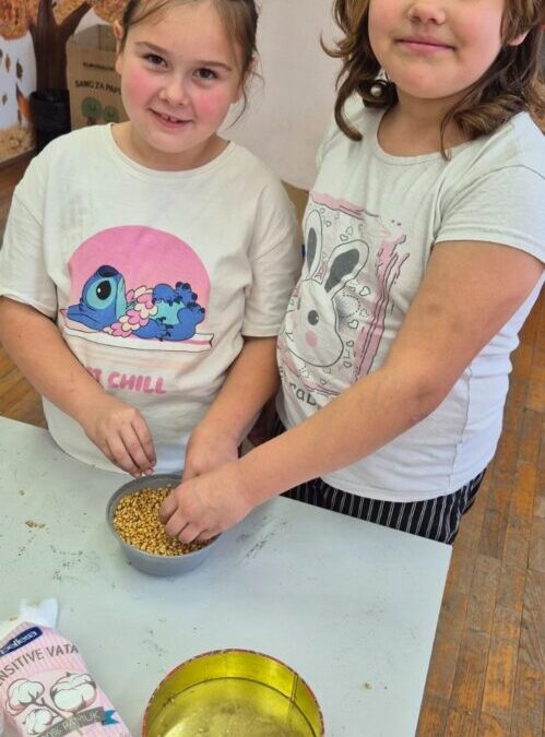 Sadimo pšenicu za sv. Luciju